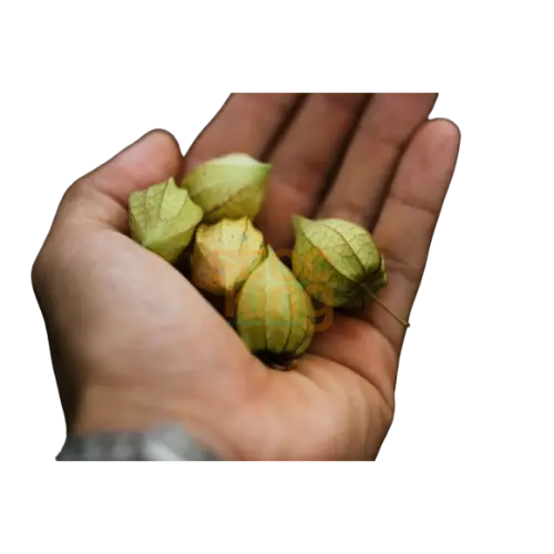 Tomatillo milpero comparacion.webp