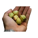 Tomatillo milpero comparacion.webp