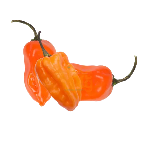 Chile Habanero Naranja